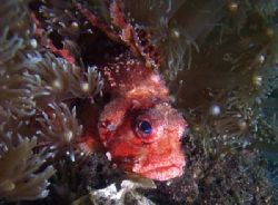 Colourful Lionfish hiding among anemonies.
Olympus C-505... by Erika Antoniazzo 